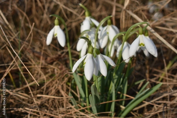 Obraz Spring 