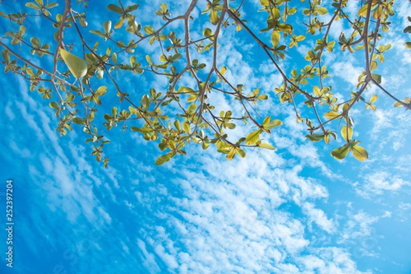 Fototapeta Clouds and sky and trees