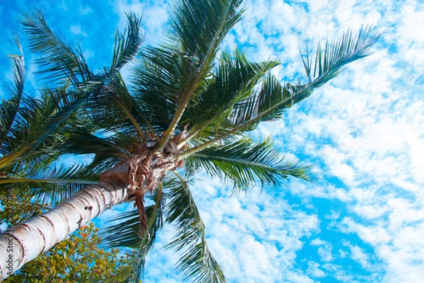 Fototapeta Clouds and sky and trees
