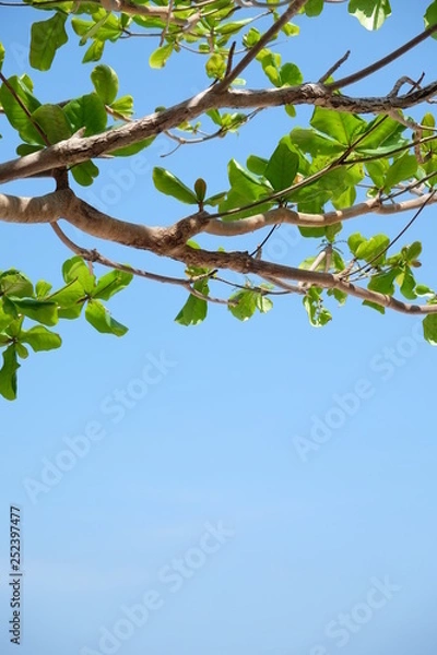 Fototapeta Clouds and sky and trees