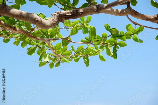 Fototapeta Clouds and sky and trees