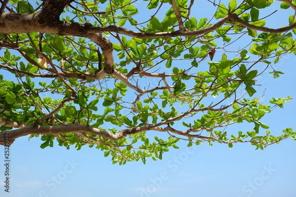 Fototapeta Clouds and sky and trees