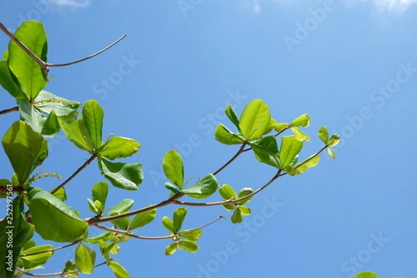 Fototapeta Clouds and sky and trees