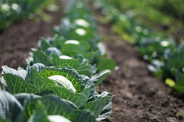 Fototapeta Cabbage in the garden of the farmer. Field with vegetarian plants in summer. Stock background, photo