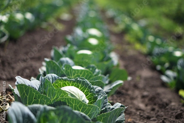 Fototapeta Cabbage in the garden of the farmer. Field with vegetarian plants in summer. Stock background, photo