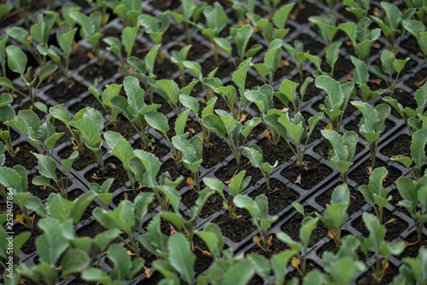 Fototapeta Selective Close-up of green seedling. Green salad growing from seed Farm garden in a greenhouse with watering plants. Stock background, photo