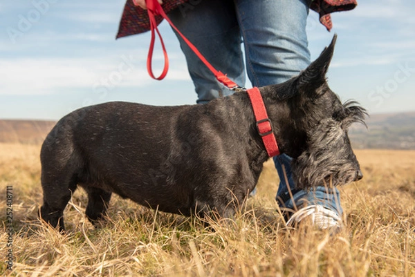 Fototapeta Scottish terrier on walk with owner 