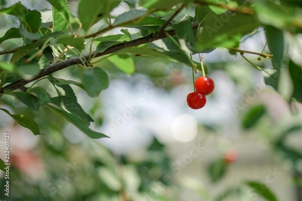 Obraz Ripe cherries on the tree in summer. Juicy natural fruits and berries in the garden. Stock background, photo