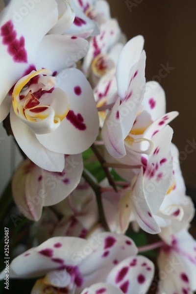 Obraz Orchid