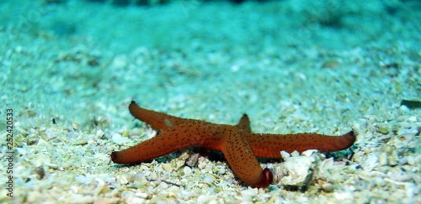 Obraz Sea star