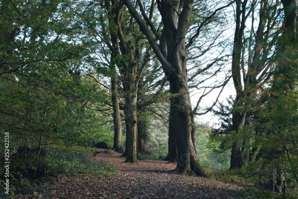 Obraz Forest in Autumn