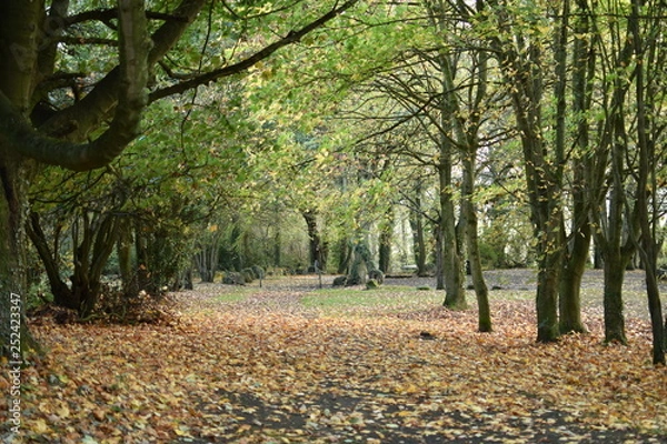 Obraz Forest in Autumn