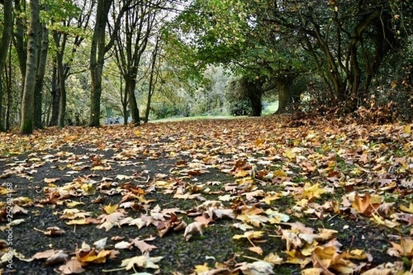 Obraz Autumn fallen leaves path