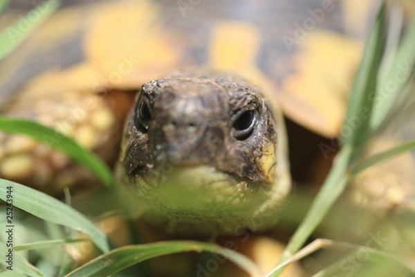 Obraz tête de tortue