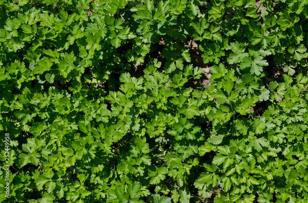 Fototapeta Growing bio herbs and vegetables in summer