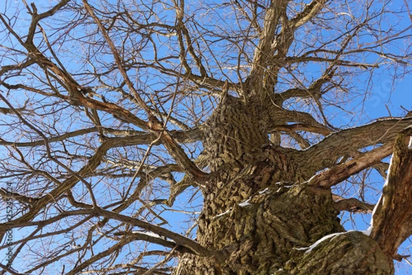 Fototapeta Oak. Tree trunk, bottom view. Nature in the winter season. Against the blue sky. Branches and trunk create an abstract pattern