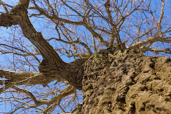 Fototapeta Oak. Tree trunk, bottom view. Nature in the winter season. Against the blue sky. Branches and trunk create an abstract pattern