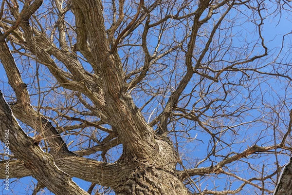 Fototapeta Oak. Tree trunk, bottom view. Nature in the winter season. Against the blue sky. Branches and trunk create an abstract pattern