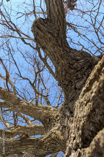 Fototapeta Oak. Tree trunk, bottom view. Nature in the winter season. Against the blue sky. Branches and trunk create an abstract pattern