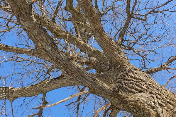 Fototapeta Oak. Tree trunk, bottom view. Nature in the winter season. Against the blue sky. Branches and trunk create an abstract pattern