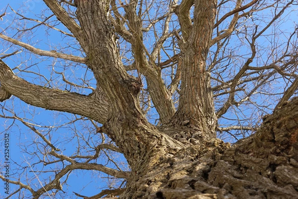 Fototapeta Oak. Tree trunk, bottom view. Nature in the winter season. Against the blue sky. Branches and trunk create an abstract pattern
