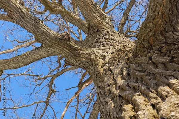 Fototapeta Oak. Tree trunk, bottom view. Nature in the winter season. Against the blue sky. Branches and trunk create an abstract pattern