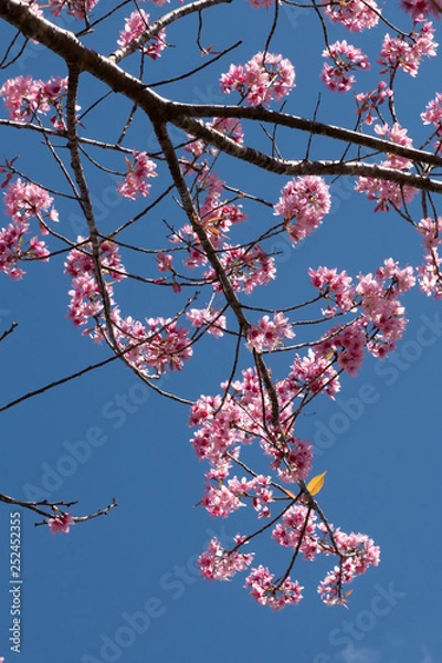Fototapeta Prunus cerasoides (also called Mai Anh Dao Da Lat) in full bloom with pinkish white blossoms. These are Dalat local flowers, blooming in spring, creating a magnetic attraction to the locals & visitors