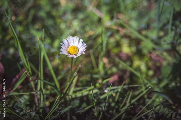 Obraz le printemps arrive bientôt maintenant