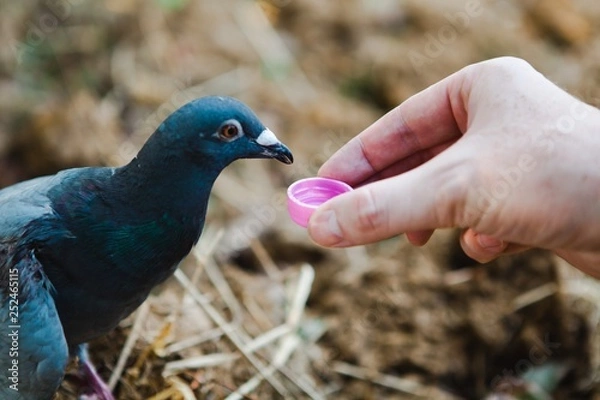 Fototapeta Injured wild pigeon lost shyness and drink water from small lid - connection between human and animal