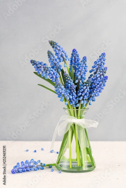 Obraz Grape hyacinths flowers