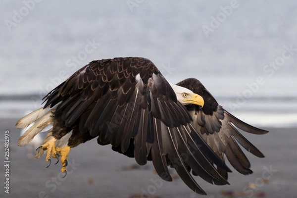 Fototapeta Bald eagle