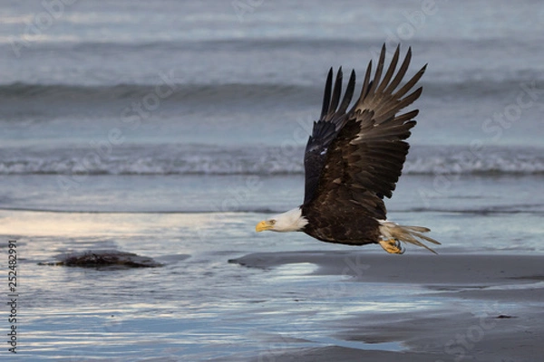 Fototapeta Bald eagle