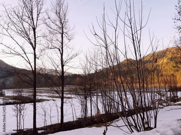 Fototapeta Tiglieto, Italy - 02/26/2019: Beautiful grey background of the first snow in the village in winter with some beautiful flowers and trees without leaves and small view to the mountains.