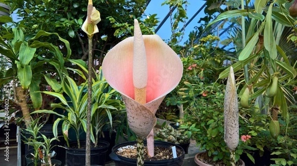 Obraz Corpse Flower (Amorphophallus bulbifer)