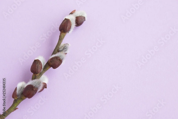 Fototapeta Willow pussy on a light background.  Copy space. Traditional Easter background. Spring background. Close-up.