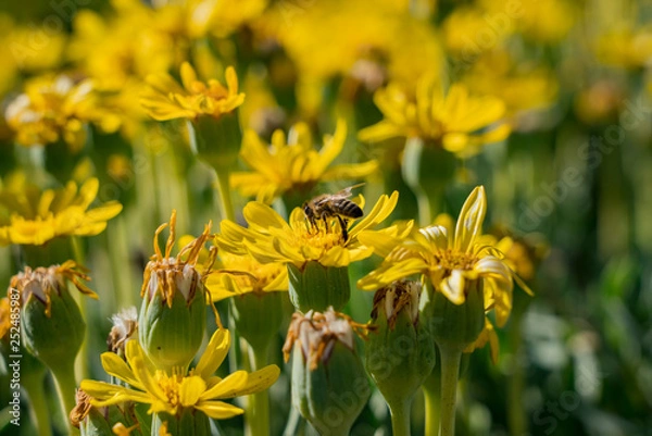 Fototapeta Close up shot of a Pyrethrum pulchrum blossom with a bee working