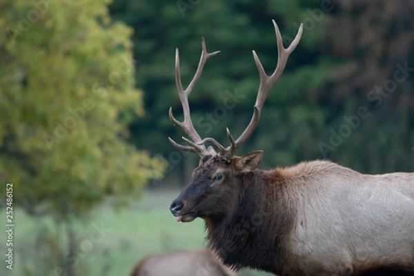 Obraz Elk Gaze