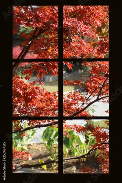 Fototapeta Pretty autumn maple leaves viewed through a black framed paned window - with elephant ears and a drive