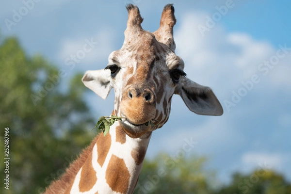 Obraz Grazing Giraffe 2