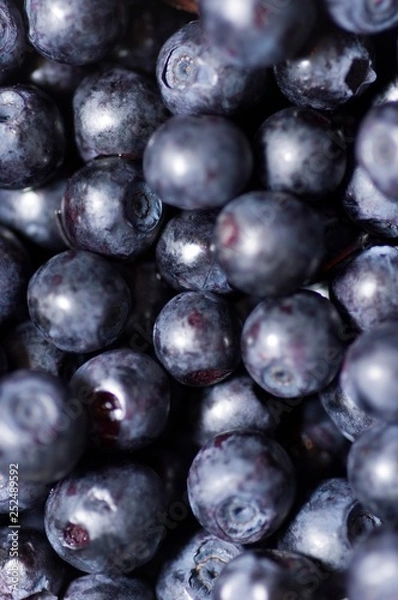 Obraz Vaccinium myrtillus