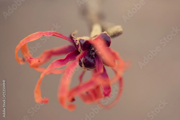 Obraz Witchhazel flower in the winter