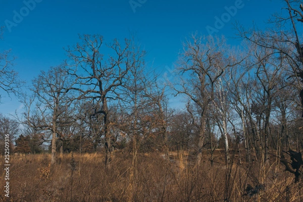 Fototapeta tree in the field