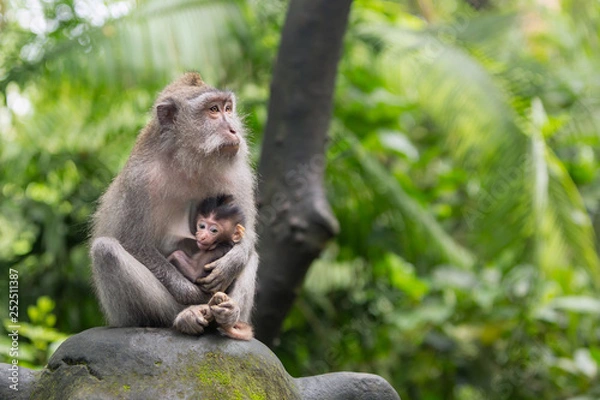 Obraz Monkey mother is sitting on a rock in the jungle hugging her cub.