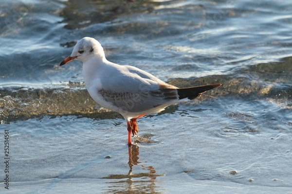 Obraz Mouette en gros plan