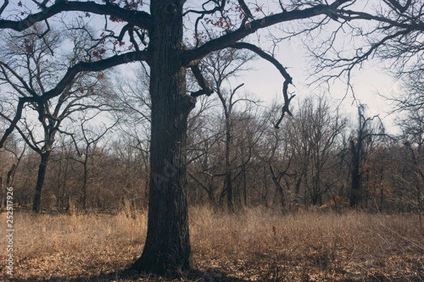 Obraz post oak tree in a field
