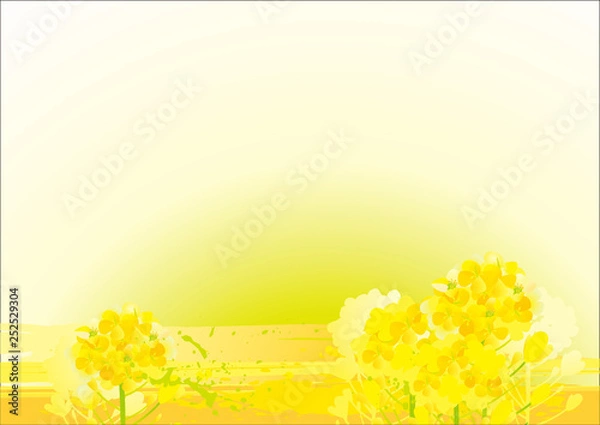 Fototapeta 美しい菜の花の背景