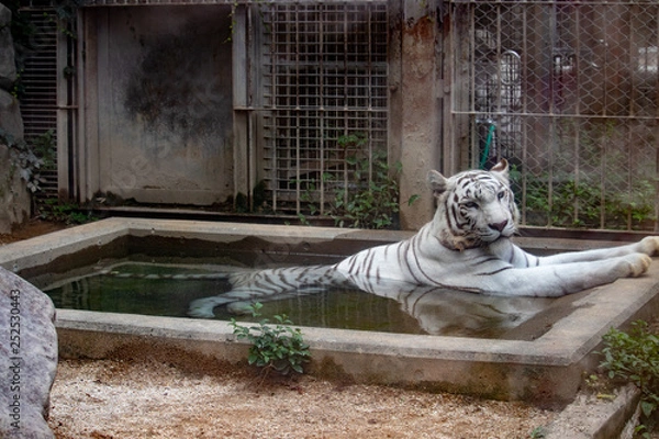 Obraz ホワイトタイガー