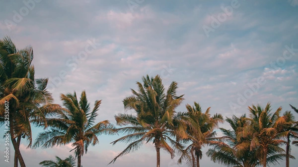 Fototapeta Palm trees in the beach