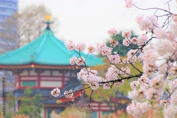 Obraz Hanami at Ueno park in Tokyo, Japan