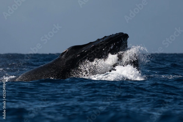 Fototapeta Humpback whale head lunge.